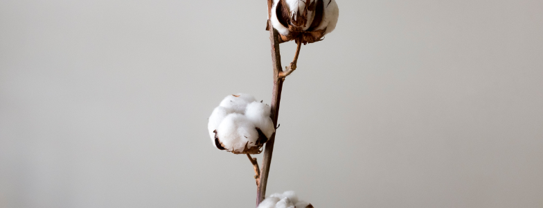 cotton